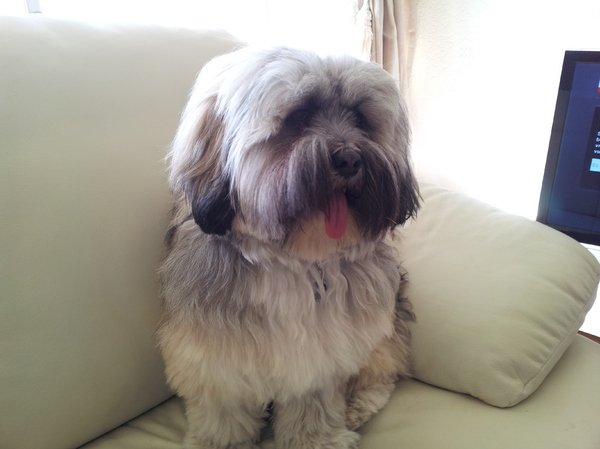 Lhasa Apso
