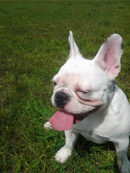Franse Bulldog