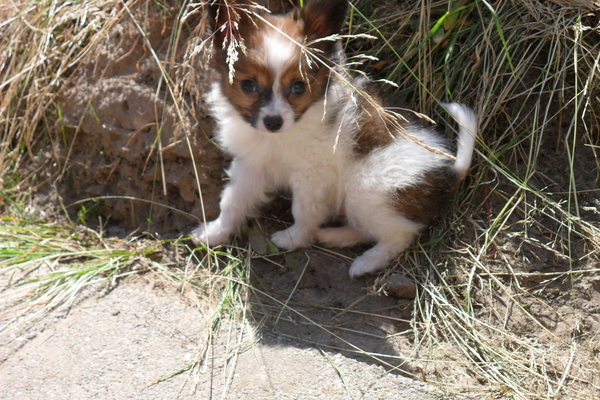 ozzy net bij ons in de avond zon