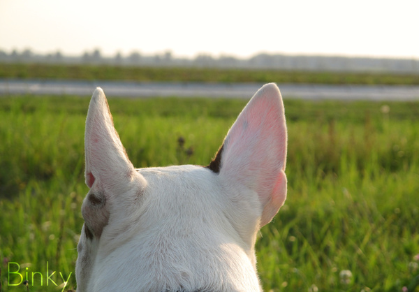 Op het weiland, met een mooie zon