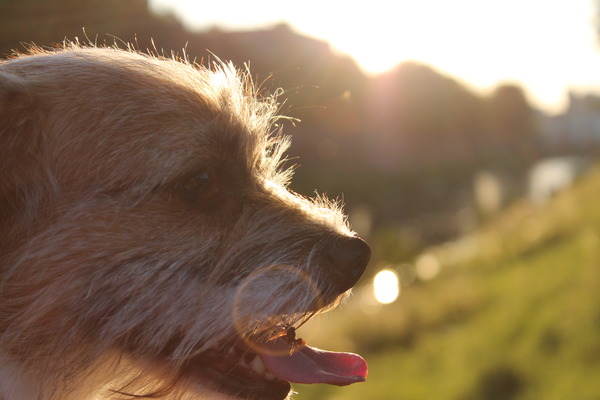 Storm zijn kop tegen de zon in