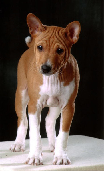 Basenji