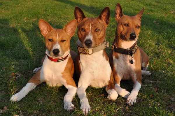 Basenji