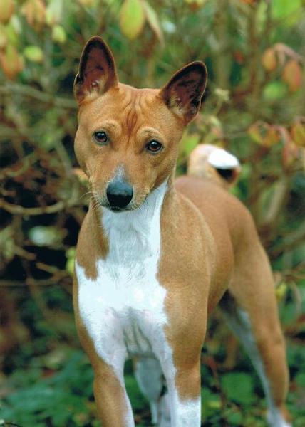 Basenji