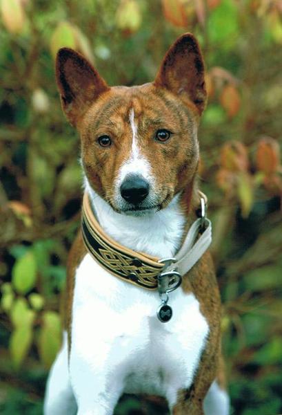 Basenji
