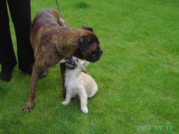 Ik ben klein maar kan een boxer zonder problemen aan !!!