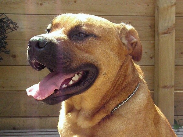 Perro Dogo Mallorquín