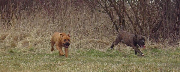 Perro Dogo Mallorquín