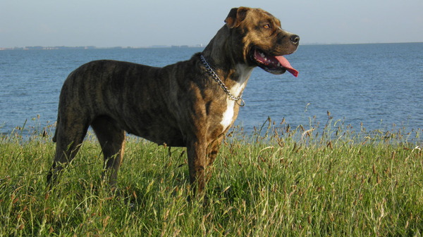 Perro Dogo Mallorquín