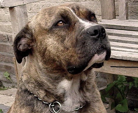 Perro Dogo Mallorquín