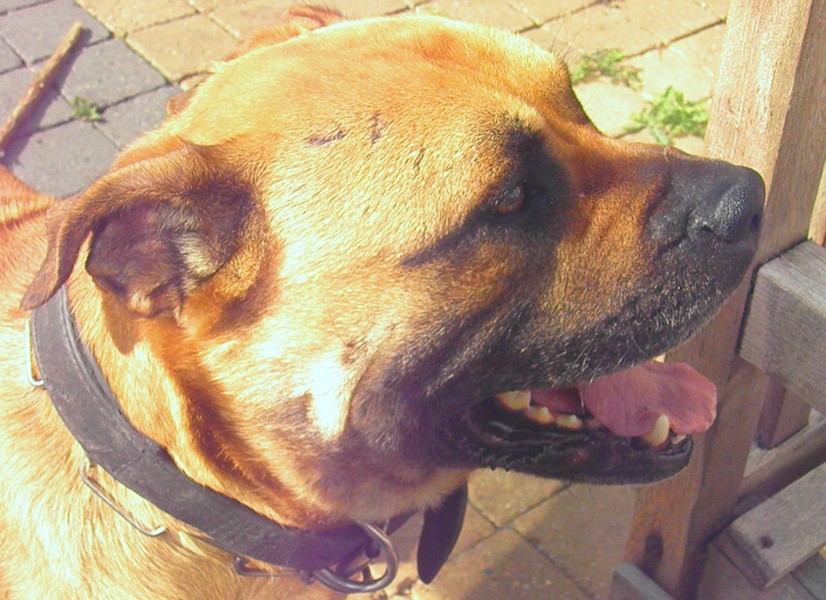 Perro Dogo Mallorquín