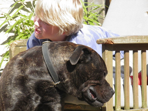 Perro Dogo Mallorquín