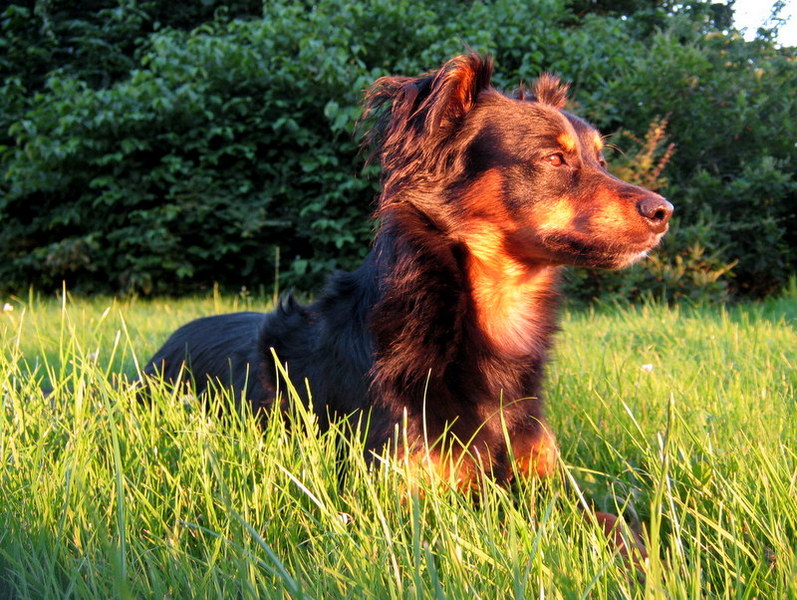 Avondlicht meditatie
