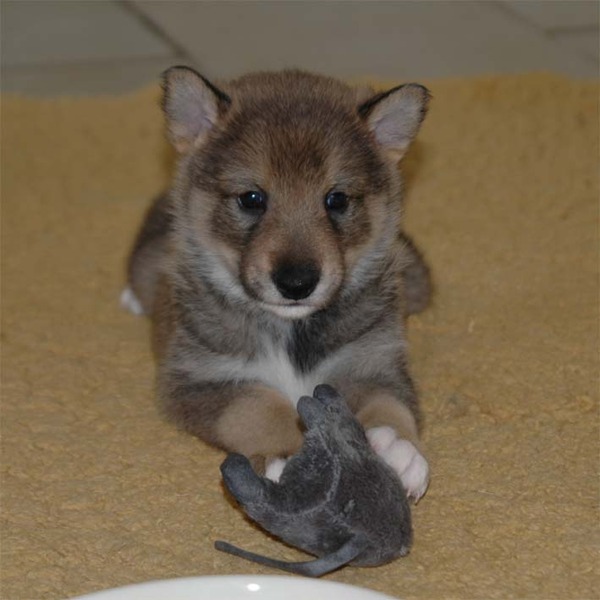 Laika, West Siberische