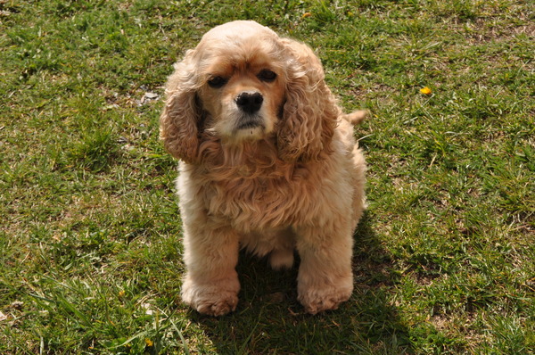 Amerikaanse Cockerspaniel
