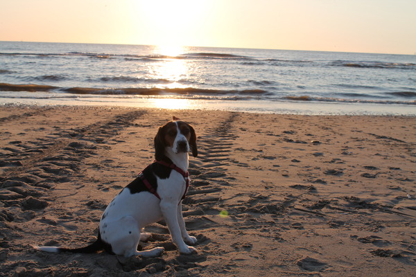 Mara bij de zee met zonsondergang