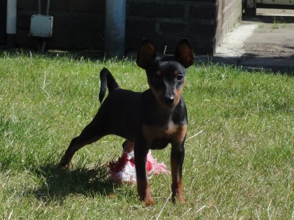 Dwergpinscher