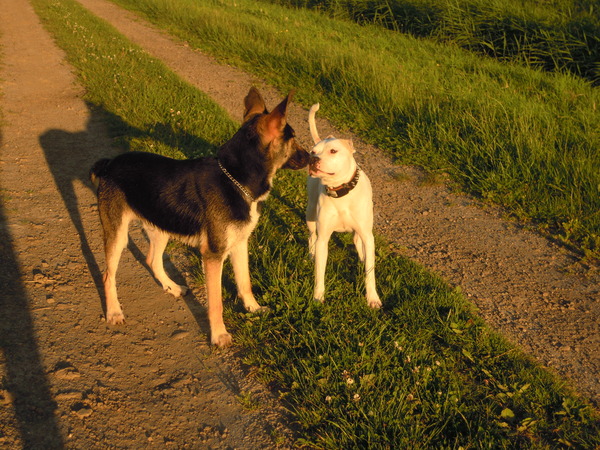 Woezel en Zoë erg romantisch in de rode avondzon