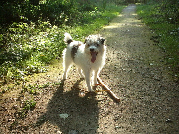 Parson Russell Terriër