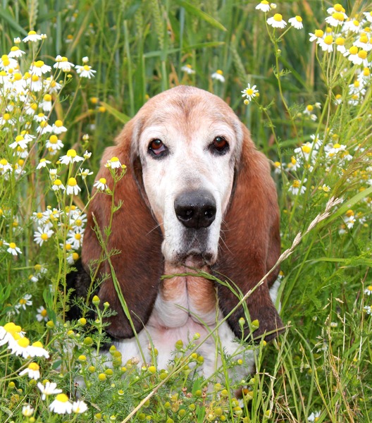 Basset Hound