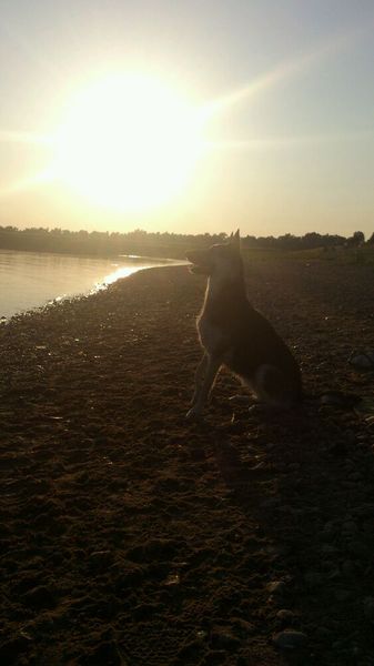 Drogen in de avondzon