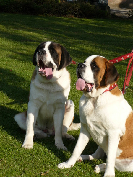 Sint Bernard, korthaar