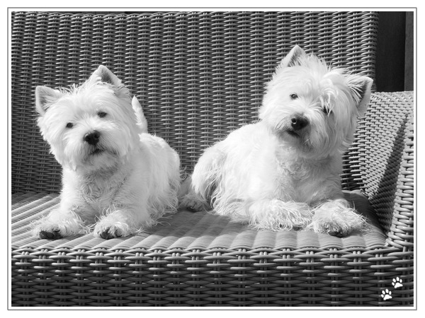 West Highland White Terrier