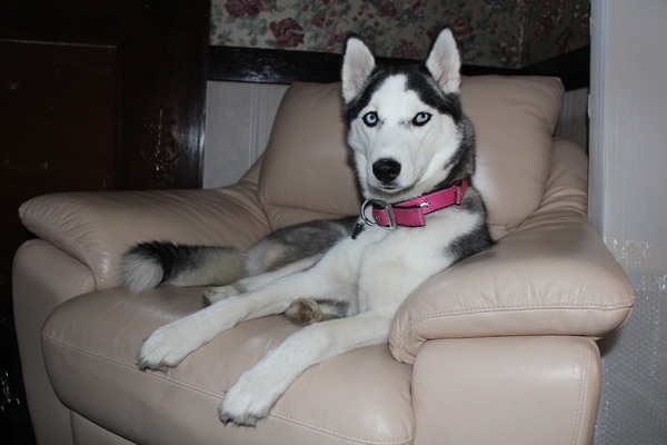 Siberian Husky