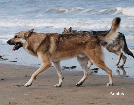 saarlooswolfhonden kennel  Yumoja