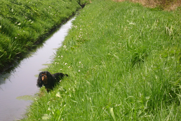Cavalier King Charles Spaniel