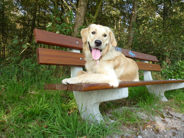 Wandelen in de herfst