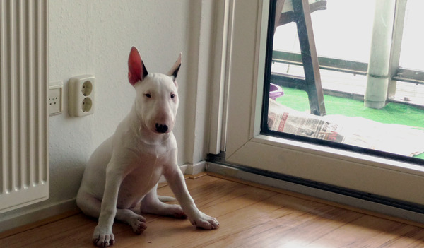 Komen jullie me nu eindelijk helpen met deur??!! Ik zit toch mooi!