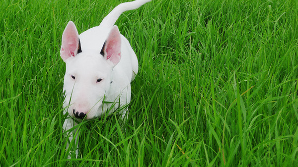 Lekker rennen en jezelf verstoppen in het hoge gras!