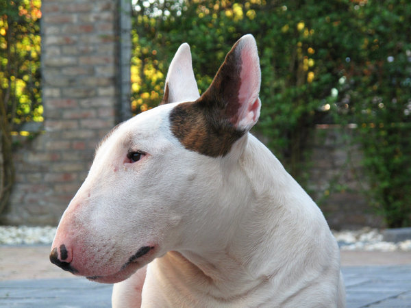 Mijn ventje in de tuin