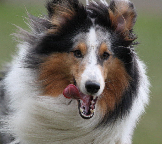 Een vrolijk portetje van Cody