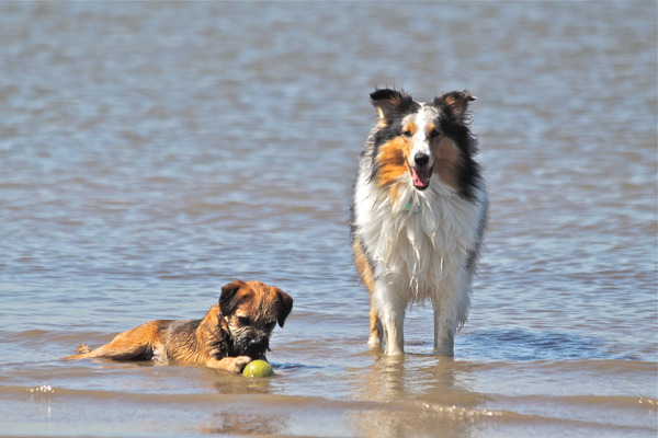 Portret van Cody en James