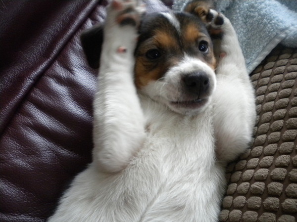 Vita nog als klein pupje