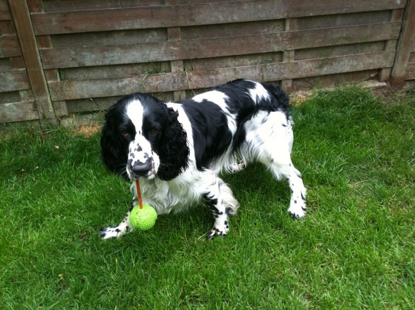 Engelse Springer Spaniel