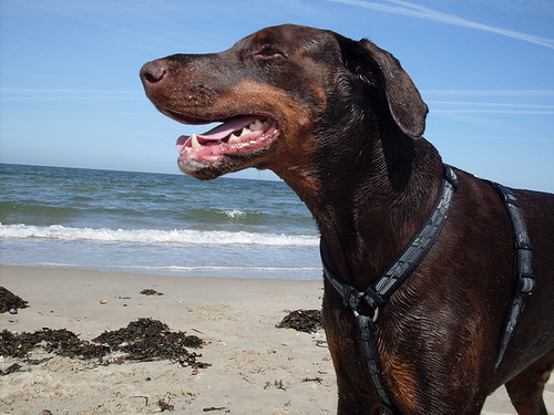 Graaf Dico van Zeelands Glorie