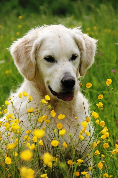 Yellow is the color!