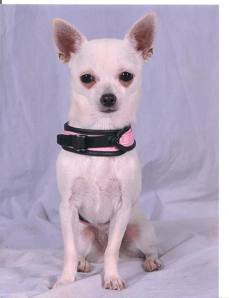 Luna bij de fotograaf