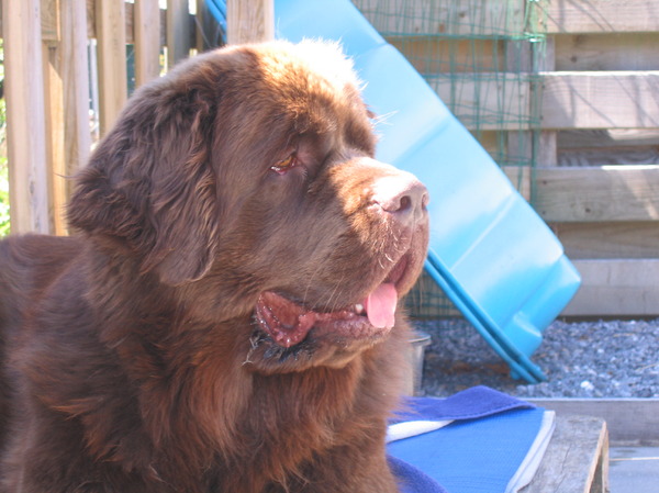 Bamse, een hond om van te houden !