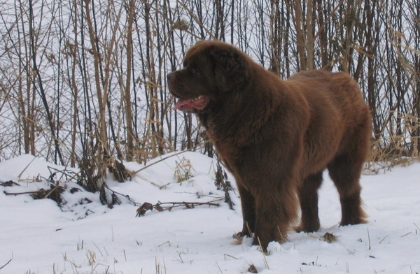 een hond om van te houden. 
