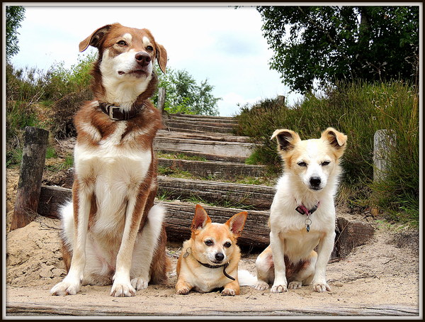 mijn 3 honden