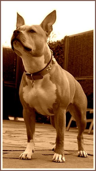 American Staffordshire Terrier