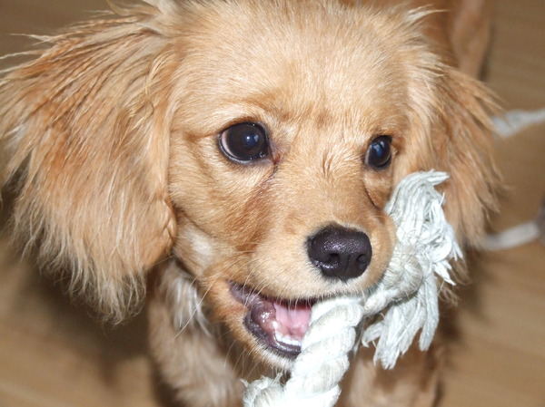 Wil je met me spelen?