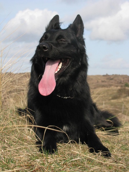 Shepherds of Sandevoerde