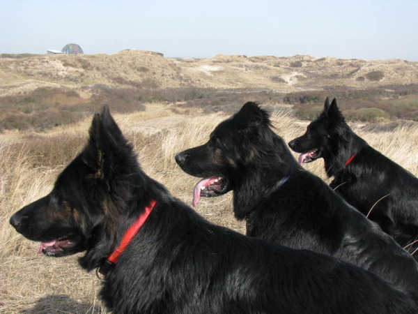 Shepherds of Sandevoerde