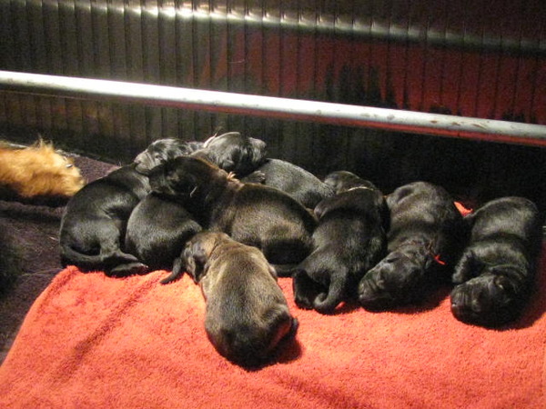 Shepherds of Sandevoerde