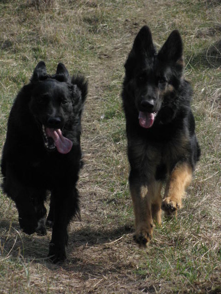 Shepherds of Sandevoerde